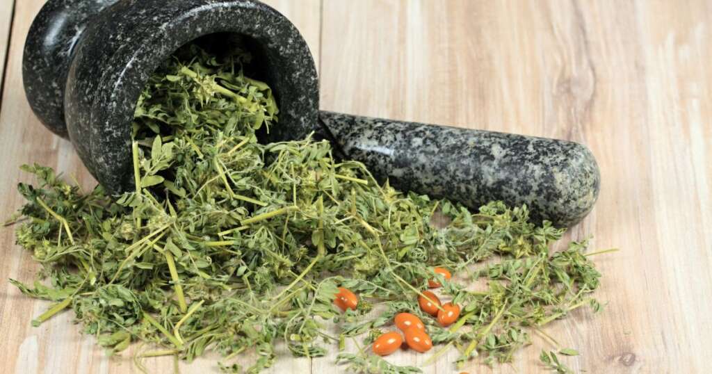 Maca Peruana e Tribulus Terrestris Quanto tempo faz efeito?